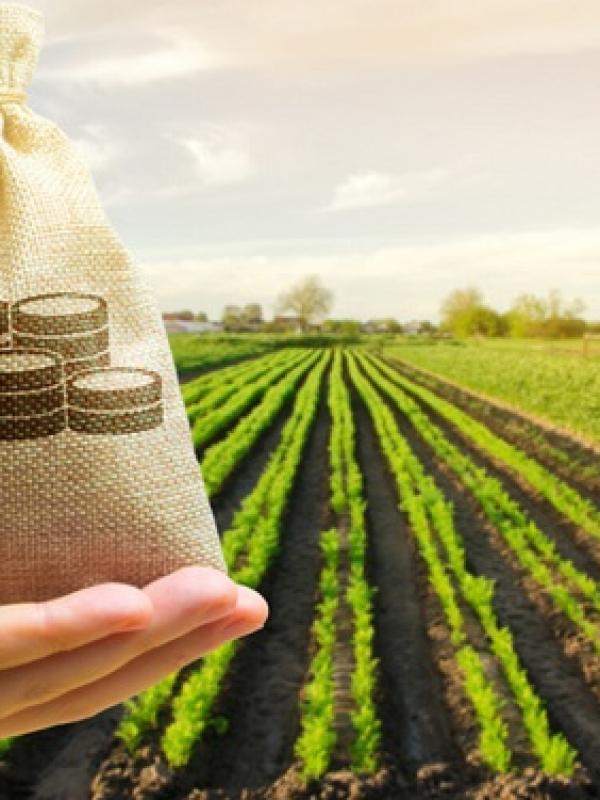 Консультации по агробизнесу